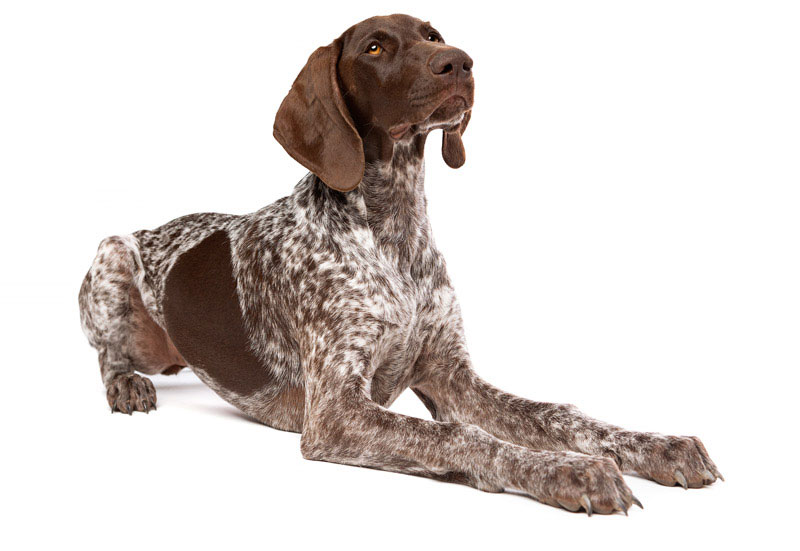 real-dog-facing-right a bird dog waiting for your call
